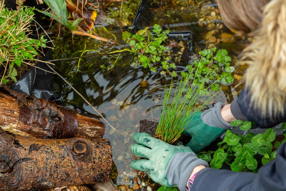 Mini-wetlands campaign - hands planting aquatic pond plant in mini-wetland pond - CREDIT_WWT.jpg